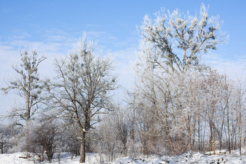 Winter trees and blue sky in sunny, frosty weather