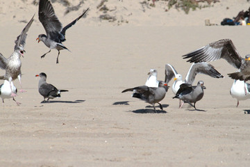 Light and Dark Seagulls fight on the beach