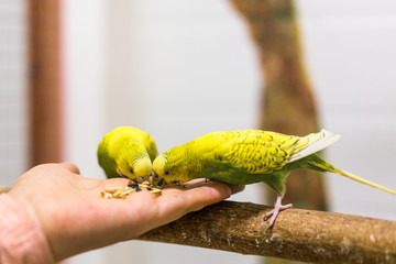 Wavy parrots eat from human hands.
