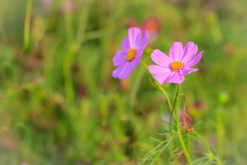 Beautiful pink cosmos flower in green background