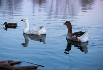 Patos nadando en el agua