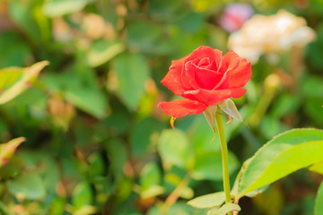Close up orange rose with green leaves in the garden