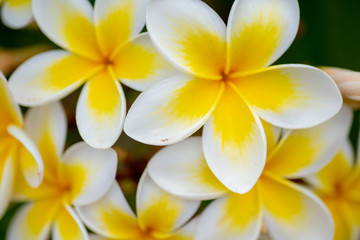 Fototapeta na wymiar yellow flowers frangipani plumeria