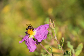 Zistrosenblüte mit einer Blüte