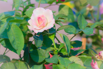 Beautiful white pink rose in the garden that ready for Valentine's Day