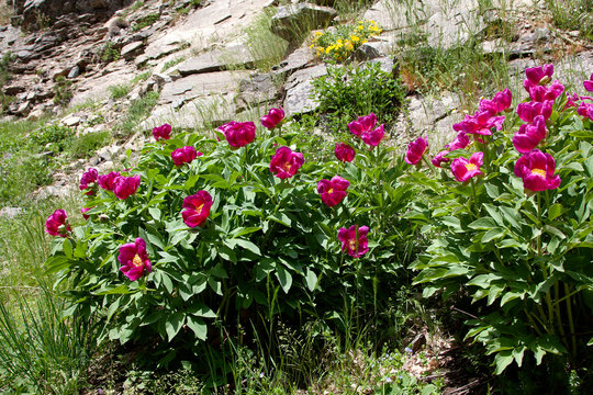 endemic wild mountain fowers in Ida Mountain ( in Turkish: Kazdagi, meaning Goose Mountain), Turkey.