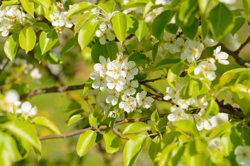 blooming apple tree flowers on the branches in the garden