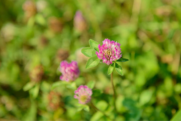 clover flower on a green lawn on a sunny summer day