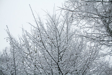 Fototapeta na wymiar Schnee auf Bäumen