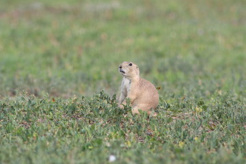 Prairie Dog