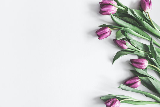 Flowers composition. Purple tulip flowers on pastel gray background. Valentines day, mothers day, womens day, spring concept. Flat lay, top view, copy space