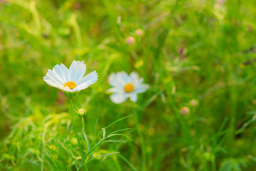 Beautiful of White cosmos flower in the green background