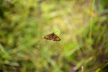 A bright orange butterfly resting on the meadow grass.
