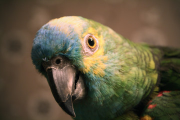 Blaustirnamazone