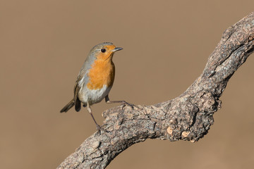 Ritratto dettagliato di un Pettirosso (Erithacus rubecula)