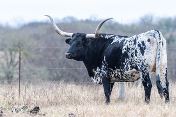 Texas Longhorn cow in Texas.
