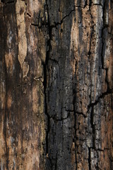 Close-up of the bark of an aged tree with different shades of brown and textured rough wood.