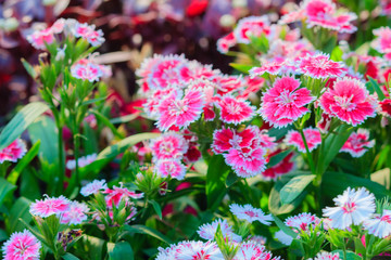 Beautiful Background of blooming Snowfire, China Doll, China Pink flower, pink Dianthus flowers (Dianthus chinensis) or Rainbow Pink flower in natural field on the sunny day.