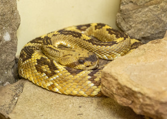 Black-tailed Rattlesnake (Crotalus molossus)