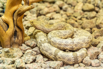 Mottled Rock Rattlesnake