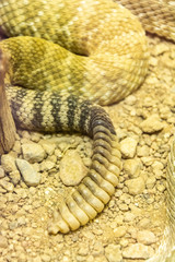 Rattle on a rattlesnake tail