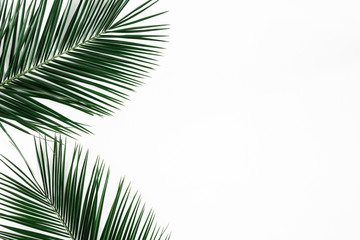 Summer composition. Tropical palm leaf on white background. Summer concept. Flat lay, top view, copy space