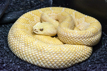 Albino Western Diamondback Rattlesnake