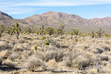 Mojave Desert in California.