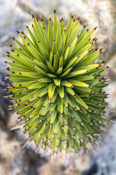 Joshua Tree (Yucca Brevifolia)