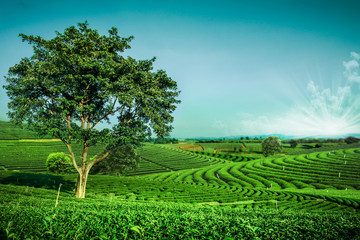 Green tea garden landscape sunset hill cultivation