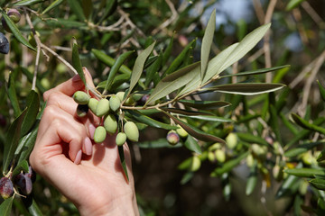 Woman's hand holding olive tree branch with green olives, close up view. Autumn harvesting in...