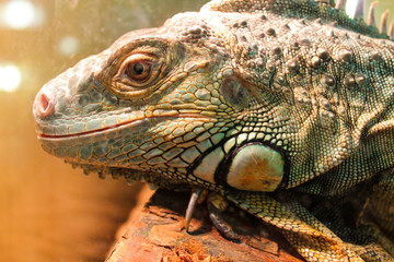 Close-up portrait of a Green iguana (Iguana iguana). Wild animal