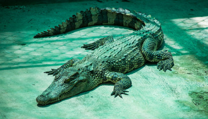 Vietnamese crocodile from the Mekong