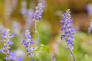 Blue salvia flower (salvia farinacea Benth) or Mealy Cap Sage flower in the garden
