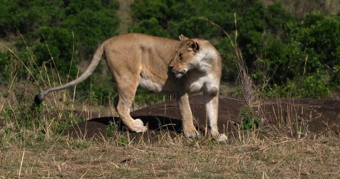 African Lion, panthera leo, Mother and Cub, Masai Mara Park in Kenya, Real Time 4K