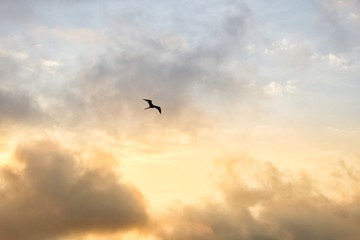 Fototapeta na wymiar birds flying in the sky at sunset