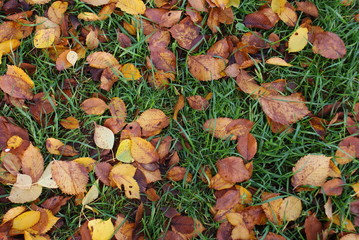 Autumn leaves background