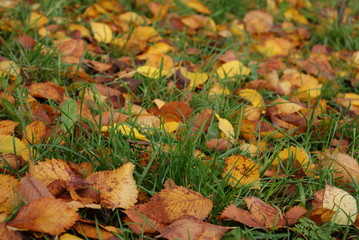 Autumn leaves background