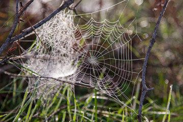 Spider webs in the woods.