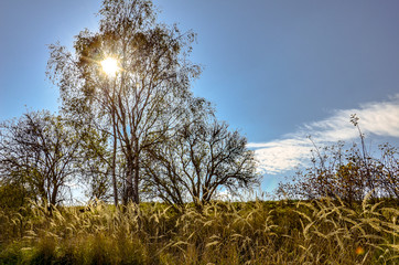 european beautiful landscape with trees and blue sky