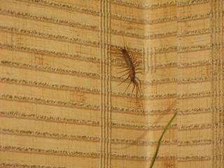 Scutigera coleoptrata in other words scolopendra