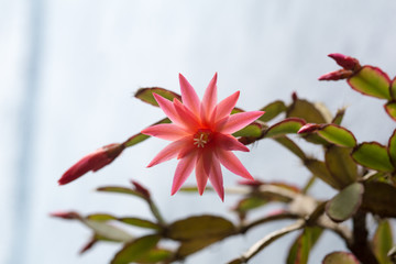 red flower on a white background