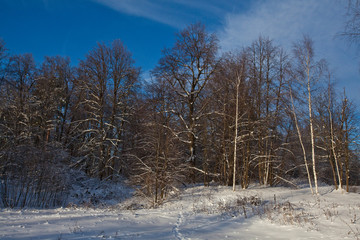 Winter snowy landscape