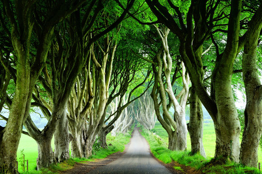 Majestic Dark Hedges of Northern Ireland. View down road through tunnel of trees.