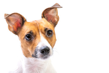 Closeup Portrait Jack Russell Terrier, standing in front, isolated white background