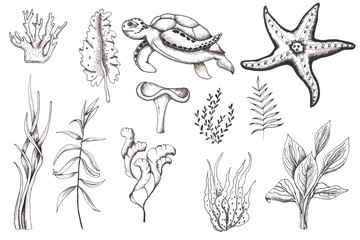 Ocean sea watercolor and graphic handpainted elements with corals and underwater animals. Black  white doodle monochrome natural and living coral elements crab, jellyfish, turtle, seahorse, starfish