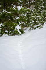 trail in snow