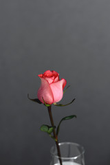 Rosebud coral color on a dark background.
