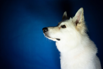 Portret biały pies wpatruje się  - obrazy, fototapety, plakaty