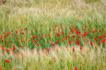 Field of wheat and poppies with black background